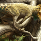 Image for article titled The Oldest Horned Dinosaur Ever Discovered In North America Is Tiny
